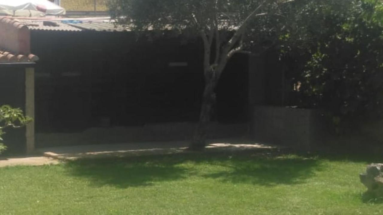 Palmeras *