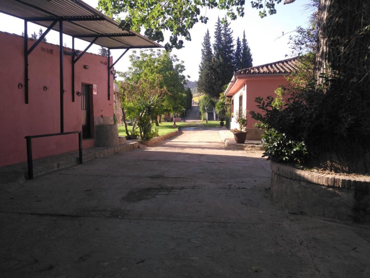 Palmeras *