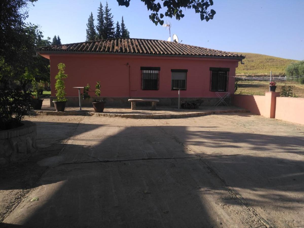Palmeras Ronda